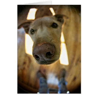 Dogennummer Anpassbare Karte