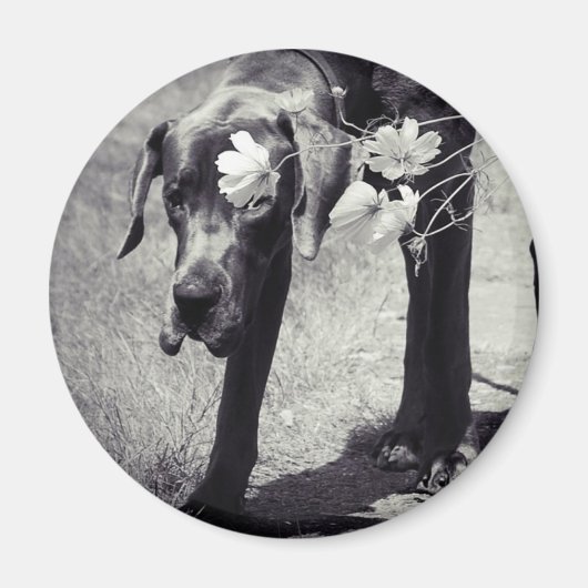 Dogge Balu Magnet (Vorne)