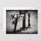 Dogge Balu Postkarte (Vorne/Hinten)