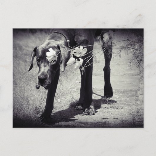 Dogge Balu Postkarte (Vorderseite)