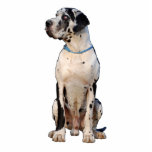 Dogge gefloch Nestor Schnittfoto Freistehende Fotoskulptur<br><div class="desc">Great Dane Deutsche Dogge von Doggenhaus</div>