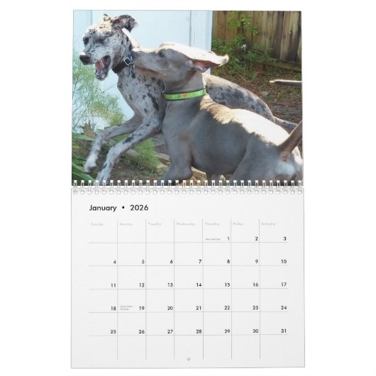 Dogge-Kalender ", der sich entspannt um das Haus " Kalender (Jan 2026)
