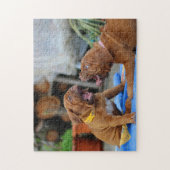 Dogge von Bordeaux puppies playing Puzzle (Vertikal)