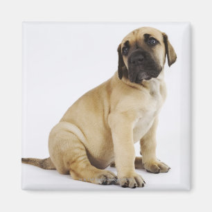 Dogge-Welpe, der im Studio sitzt Magnet