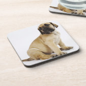 Dogge-Welpe, der im Studio sitzt Untersetzer (Linke Seite)