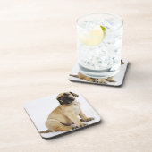 Dogge-Welpe, der im Studio sitzt Untersetzer (Rechte Seite)