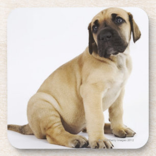 Dogge-Welpe, der im Studio sitzt Untersetzer