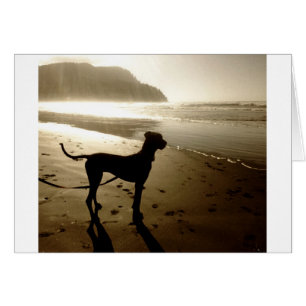 Dogge-Welpen-Sonnenuntergang