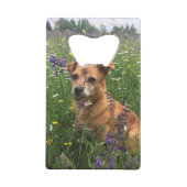 Doggen Fotos Flaschenöffner (Vorderseite)