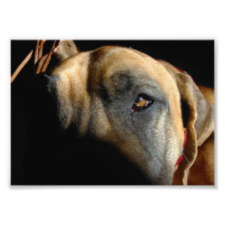 Doggenauge Fotodruck