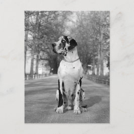 Doggenhaus Postkarte