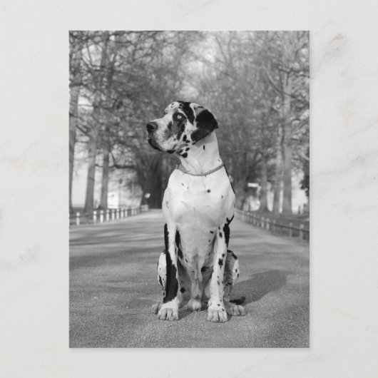 Doggenhaus Postkarte (Vorderseite)