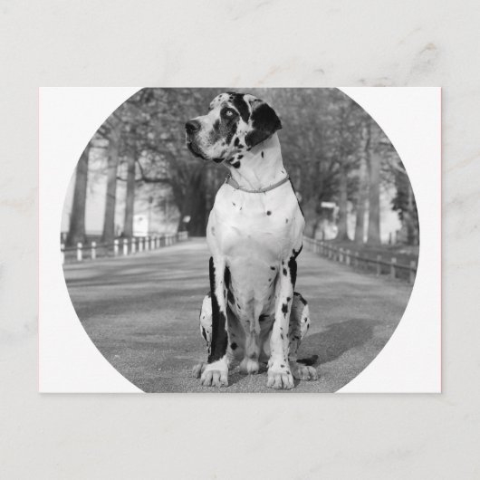 Doggenhaus Postkarte (Vorderseite)