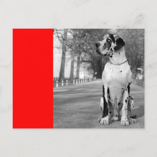 Doggenhaus Postkarte