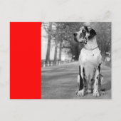 Doggenhaus Postkarte (Vorderseite)