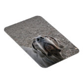 Doggenmagnet Magnet (Rechte Seite)