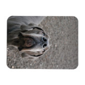 Doggenmagnet Magnet (Horizontal)