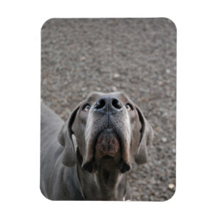 Doggenmagnet Magnet