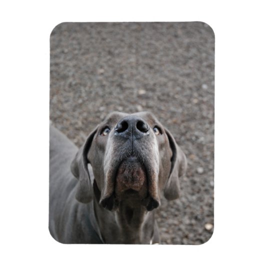 Doggenmagnet Magnet (Vertikal)