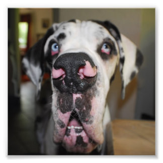 Doggennase Fotodruck