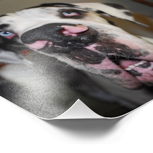 Doggennase Fotodruck (Ecke)