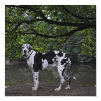 Doggennase Fotodruck