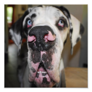 Doggennase Fotodruck