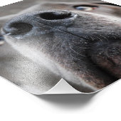 Doggennase Fotodruck (Ecke)