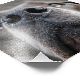 Doggennase Fotodruck