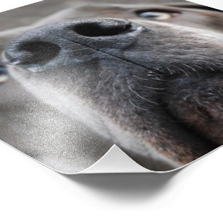 Doggennase Fotodruck