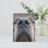 Doggennase Postkarte (Stehend Vorderseite)