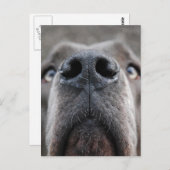 Doggennase Postkarte (Vorne/Hinten)