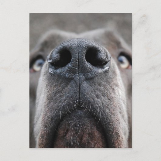 Doggennase Postkarte (Vorderseite)
