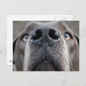 Doggennase Postkarte (Vorne/Hinten)