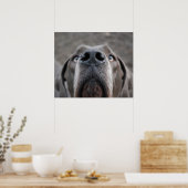 Doggenposter "Nase" Poster (Küche)