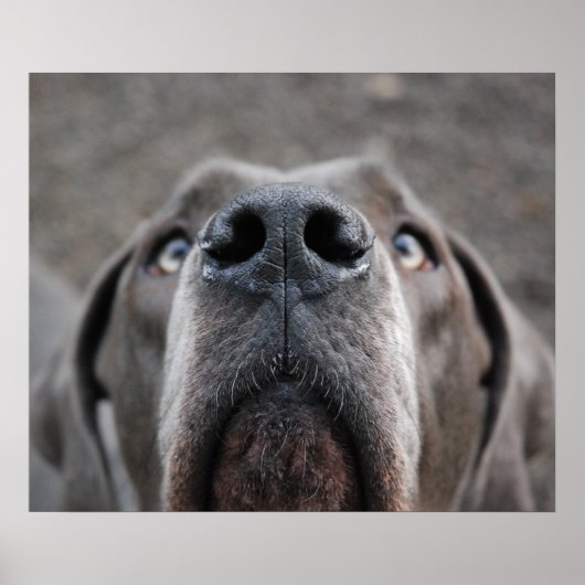 Doggenposter "Nase" Poster (Vorne)