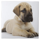 Doggewelpe, der im Studio liegt Fliese (Vorderseite)