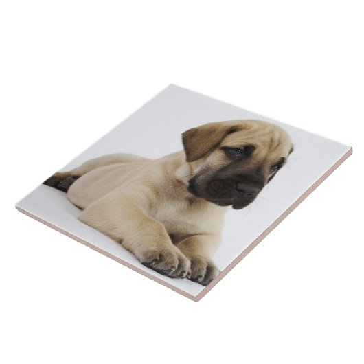 Doggewelpe, der im Studio liegt Fliese (Seite)