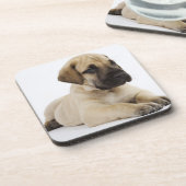 Doggewelpe, der im Studio liegt Untersetzer (Linke Seite)