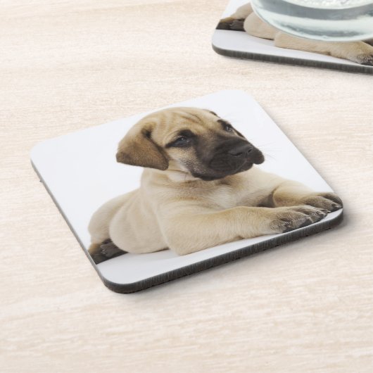 Doggewelpe, der im Studio liegt Untersetzer (Linke Seite)