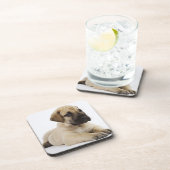 Doggewelpe, der im Studio liegt Untersetzer (Rechte Seite)