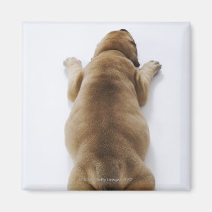 Doggewelpe, der sich im Studio, oben hinlegt Magnet
