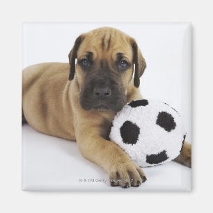 Doggewelpe mit Spielzeug-Fußball Magnet