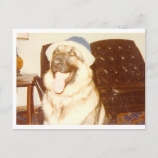 Doggie_Cap Postkarte