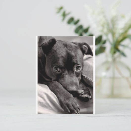 Doggie Postkarte (Stehend Vorderseite)