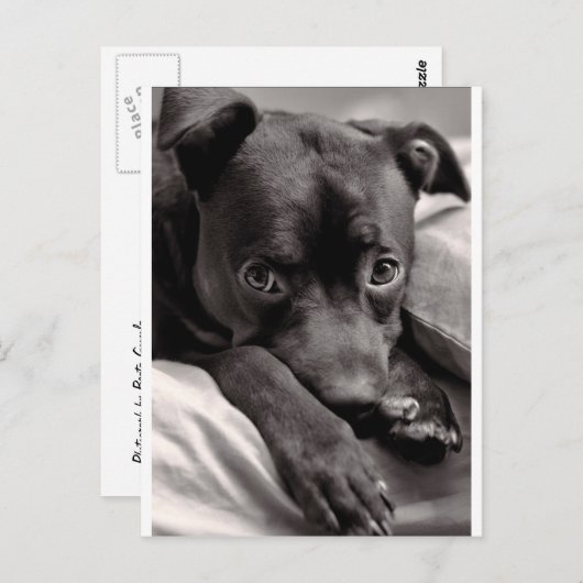 Doggie Postkarte (Vorne/Hinten)