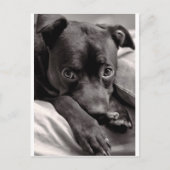 Doggie Postkarte (Vorderseite)