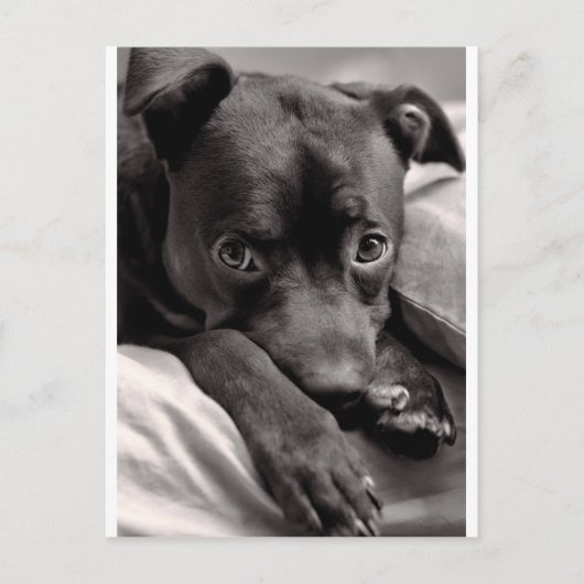 Doggie Postkarte (Vorderseite)