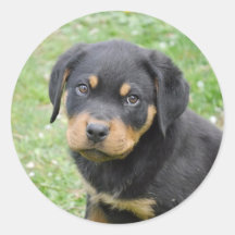Doggy McDogface Rottweiler Puppy
