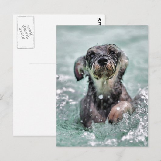Doggy Paddle Postkarte (Vorne/Hinten)